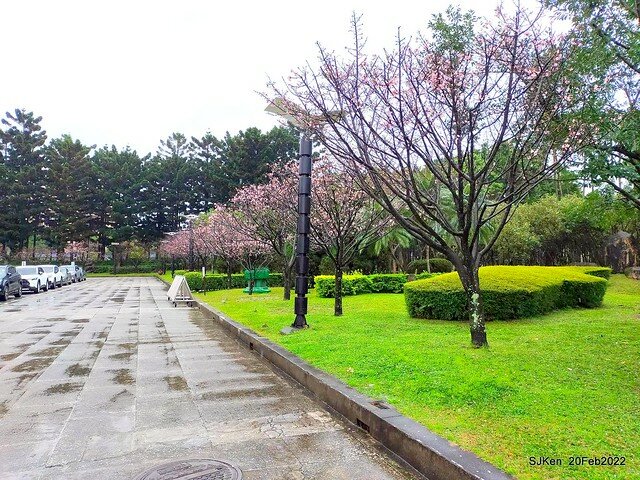 「中正紀念堂」寒流雨中賞櫻與杜鵑花(Cherry Blossom & Rhododendron at C.K.S. Memorial Hall), Taipei, Taiwan, SJKen, Feb 20, 2022.