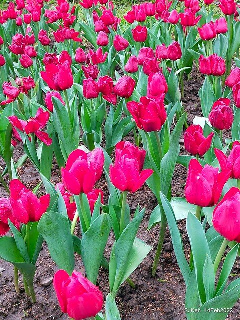「新店碧潭風景區鬱金香花海」(Tulid blossoms at Pi lake), Hsinpei city, North Taiwan, SJKen, Feb 14, 2022.