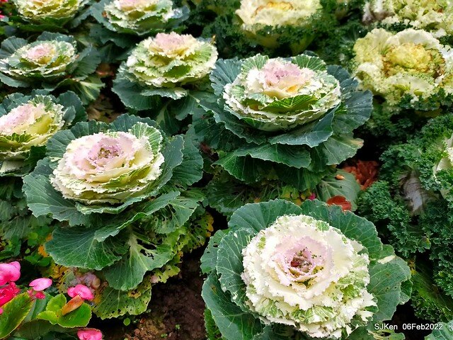 「陽明山花卉試驗中心風信子與香花篇」(Hyacinthus orientalis & other blossoms), Taipei, Taiwan, SJKen, Feb 6, 2022.