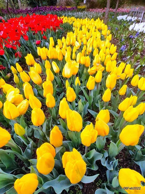 花卉試驗中心鬱金香展(2022 Tulid blossoms exhibition), Taipei, Taiwan, SJKen,Feb 6,  2022.
