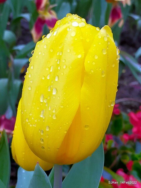 「新店碧潭風景區鬱金香花海」(Tulid blossoms at Pi lake), Hsinpei city, North Taiwan, SJKen, Feb 14, 2022.