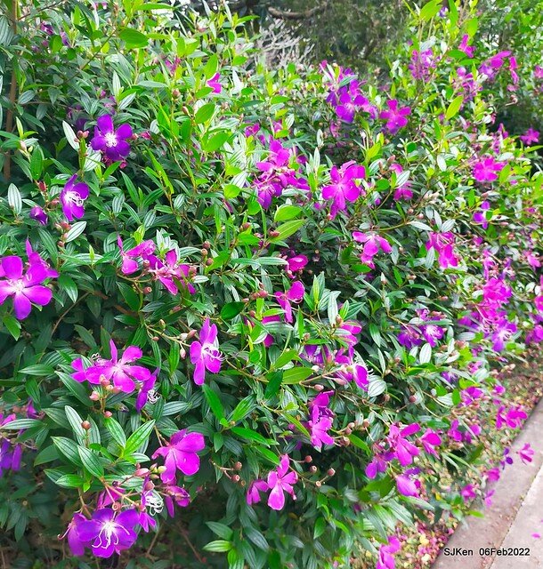 「陽明山花卉試驗中心風信子與香花篇」(Hyacinthus orientalis & other blossoms), Taipei, Taiwan, SJKen, Feb 6, 2022.