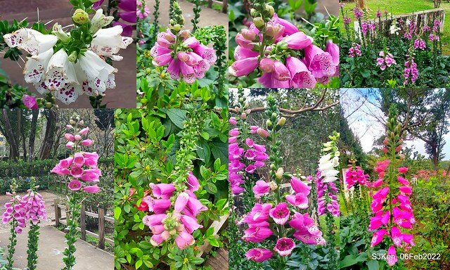 「陽明山花卉試驗中心風信子與香花篇」(Hyacinthus orientalis & other blossoms), Taipei, Taiwan, SJKen, Feb 6, 2022.