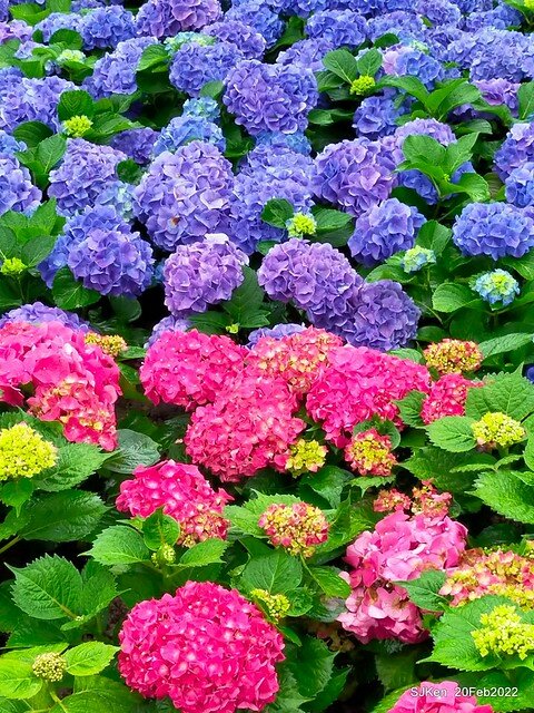 「大安森林公園2022台北杜鵑花季」(Hydrangea & Rhododendron flower exhibition at Da-An forest park), Taipei, Taiwan, SJKen, Feb 20, 2022.