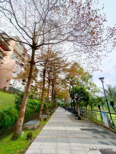 「新店碧潭風景區鬱金香花海」(Tulid blossoms at Pi lake), Hsinpei city, North Taiwan, SJKen, Feb 14, 2022.