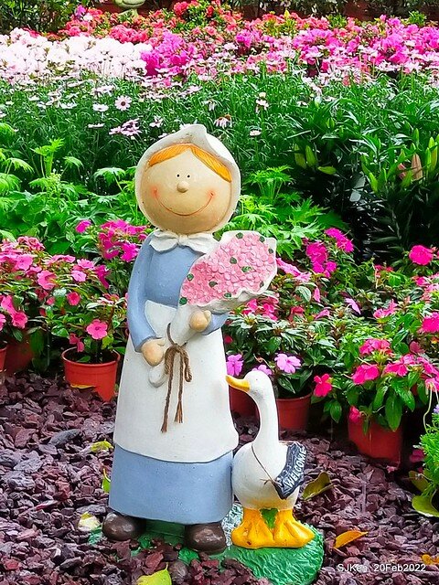 「大安森林公園2022台北杜鵑花季」(Hydrangea & Rhododendron flower exhibition at Da-An forest park), Taipei, Taiwan, SJKen, Feb 20, 2022.