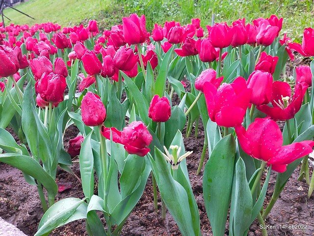 「新店碧潭風景區鬱金香花海」(Tulid blossoms at Pi lake), Hsinpei city, North Taiwan, SJKen, Feb 14, 2022.