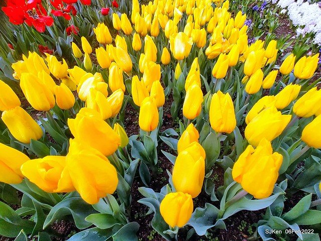 花卉試驗中心鬱金香展(2022 Tulid blossoms exhibition), Taipei, Taiwan, SJKen,Feb 6,  2022.