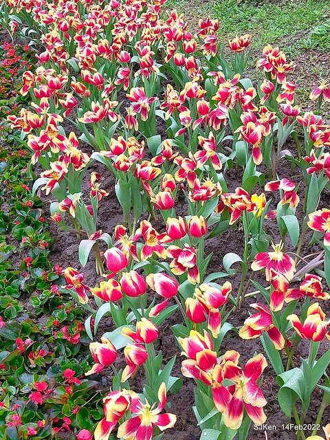 「新店碧潭風景區鬱金香花海」(Tulid blossoms at Pi lake), Hsinpei city, North Taiwan, SJKen, Feb 14, 2022.