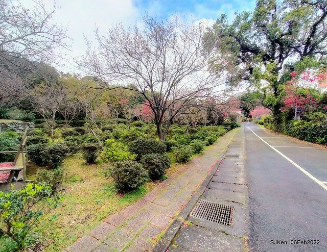 花卉試驗中心櫻花篇(2022 Cherry blossoms ), Taipei, Taiwan, SJKen,Feb 6, 2022.