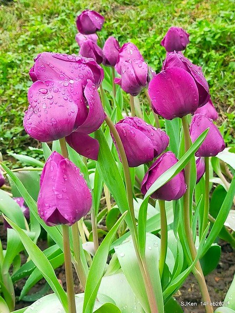 「新店碧潭風景區鬱金香花海」(Tulid blossoms at Pi lake), Hsinpei city, North Taiwan, SJKen, Feb 14, 2022.