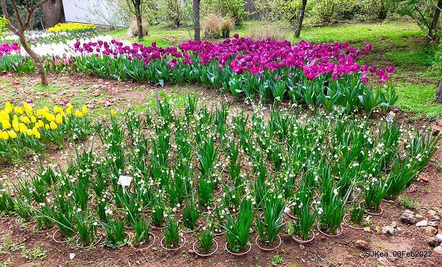 花卉試驗中心鬱金香展(2022 Tulid blossoms exhibition), Taipei, Taiwan, SJKen,Feb 6,  2022.