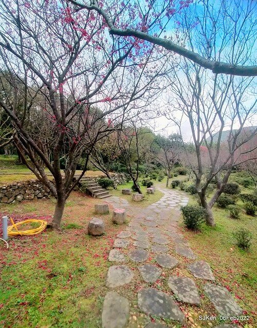 花卉試驗中心櫻花篇(2022 Cherry blossoms ), Taipei, Taiwan, SJKen,Feb 6, 2022.