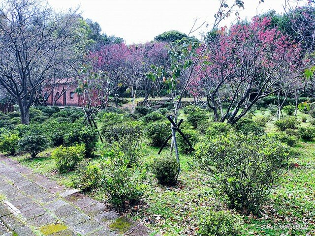 花卉試驗中心櫻花篇(2022 Cherry blossoms ), Taipei, Taiwan, SJKen,Feb 6, 2022.