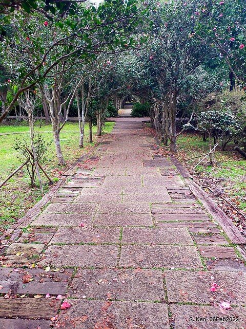 「陽明山花卉試驗中心茶花與杜鵑花」(Rhododendron &Camila), Taipei, Taiwan, SJKen, Feb 6, 2022.