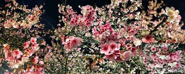 「2022台北東湖樂活夜櫻季」(2022 Taipei Lohas Cherry Blossoms Festival), Taipei, Taiwan, SJKen, Jan 31, 2022.