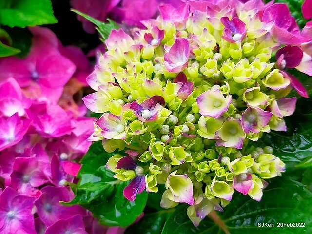 「大安森林公園2022台北杜鵑花季」(Hydrangea & Rhododendron flower exhibition at Da-An forest park), Taipei, Taiwan, SJKen, Feb 20, 2022.