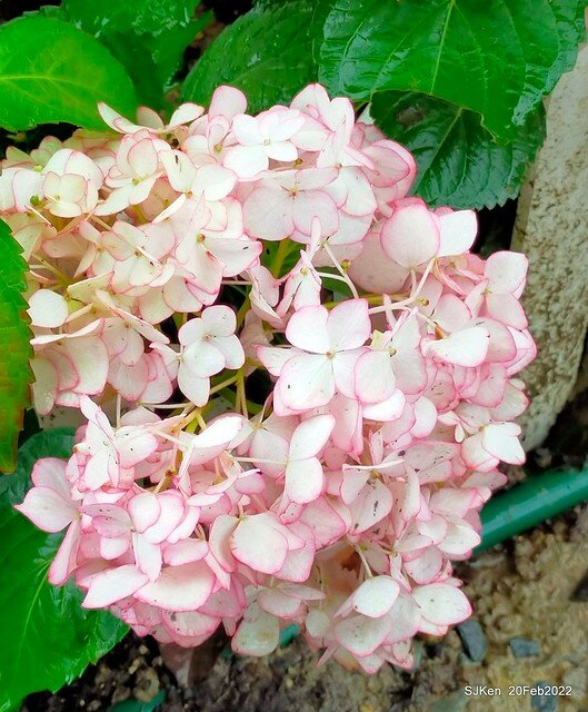 「大安森林公園2022台北杜鵑花季」(Hydrangea & Rhododendron flower exhibition at Da-An forest park), Taipei, Taiwan, SJKen, Feb 20, 2022.