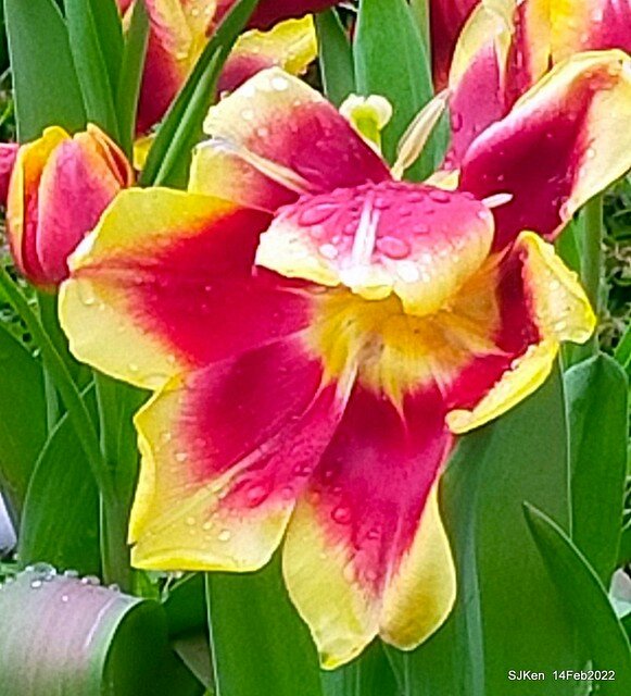 「新店碧潭風景區鬱金香花海」(Tulid blossoms at Pi lake), Hsinpei city, North Taiwan, SJKen, Feb 14, 2022.