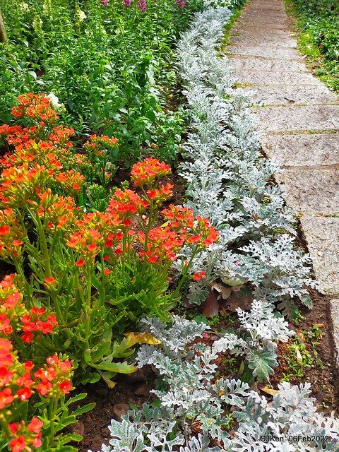「陽明山花卉試驗中心風信子與香花篇」(Hyacinthus orientalis & other blossoms), Taipei, Taiwan, SJKen, Feb 6, 2022.