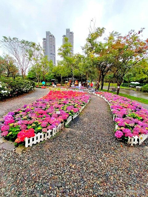 「大安森林公園2022台北杜鵑花季」(Hydrangea & Rhododendron flower exhibition at Da-An forest park), Taipei, Taiwan, SJKen, Feb 20, 2022.
