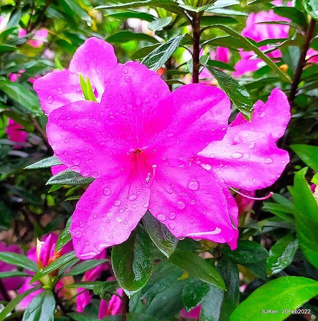 「大安森林公園2022台北杜鵑花季」(Hydrangea & Rhododendron flower exhibition at Da-An forest park), Taipei, Taiwan, SJKen, Feb 20, 2022.