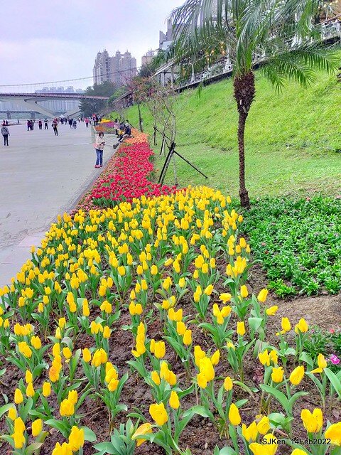 「新店碧潭風景區鬱金香花海」(Tulid blossoms at Pi lake), Hsinpei city, North Taiwan, SJKen, Feb 14, 2022.