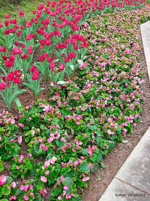 「新店碧潭風景區鬱金香花海」(Tulid blossoms at Pi lake), Hsinpei city, North Taiwan, SJKen, Feb 14, 2022.