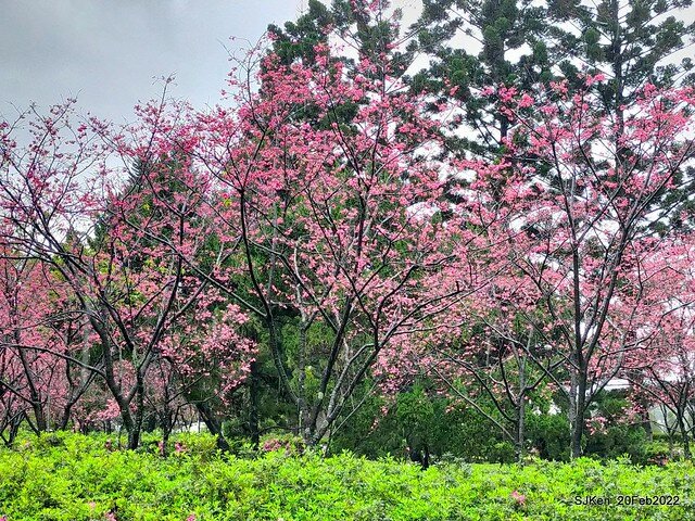 「中正紀念堂」寒流雨中賞櫻與杜鵑花(Cherry Blossom & Rhododendron at C.K.S. Memorial Hall), Taipei, Taiwan, SJKen, Feb 20, 2022.