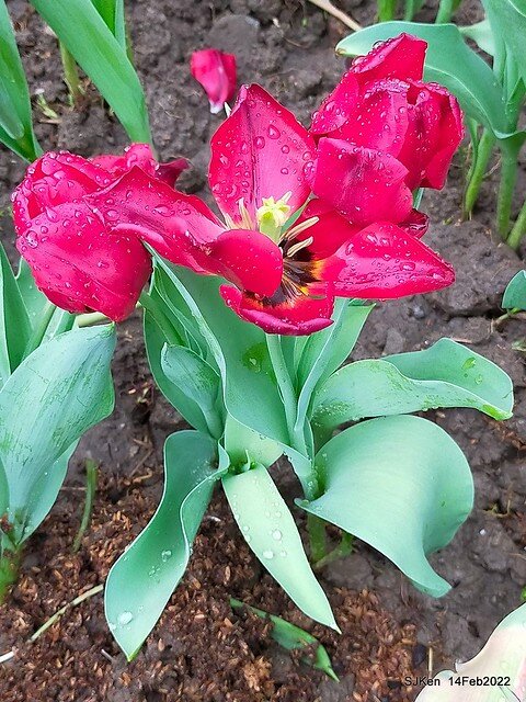 「新店碧潭風景區鬱金香花海」(Tulid blossoms at Pi lake), Hsinpei city, North Taiwan, SJKen, Feb 14, 2022.
