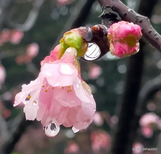 「中正紀念堂」寒流雨中賞櫻與杜鵑花(Cherry Blossom & Rhododendron at C.K.S. Memorial Hall), Taipei, Taiwan, SJKen, Feb 20, 2022.