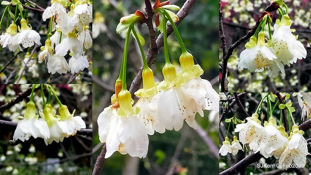 花卉試驗中心櫻花篇(2022 Cherry blossoms ), Taipei, Taiwan, SJKen,Feb 6, 2022.