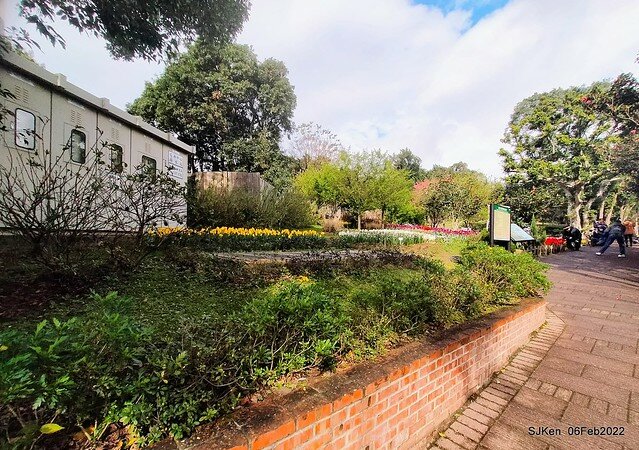 花卉試驗中心鬱金香展(2022 Tulid blossoms exhibition), Taipei, Taiwan, SJKen,Feb 6,  2022.