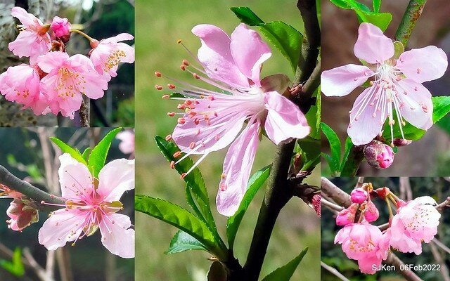 花卉試驗中心櫻花篇(2022 Cherry blossoms ), Taipei, Taiwan, SJKen,Feb 6, 2022.