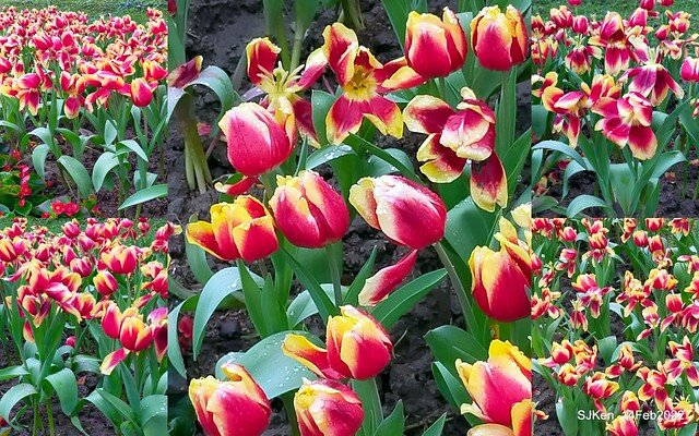 「新店碧潭風景區鬱金香花海」(Tulid blossoms at Pi lake), Hsinpei city, North Taiwan, SJKen, Feb 14, 2022.