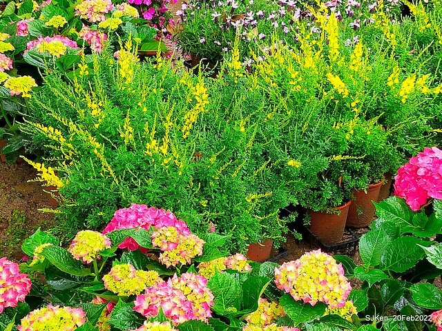 「大安森林公園2022台北杜鵑花季」(Hydrangea & Rhododendron flower exhibition at Da-An forest park), Taipei, Taiwan, SJKen, Feb 20, 2022.