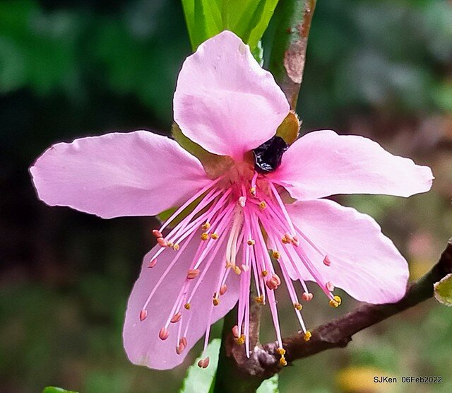 花卉試驗中心櫻花篇(2022 Cherry blossoms ), Taipei, Taiwan, SJKen,Feb 6, 2022.