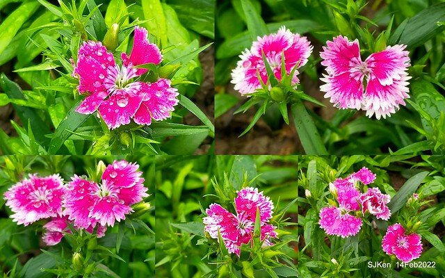 「新店碧潭風景區鬱金香花海」(Tulid blossoms at Pi lake), Hsinpei city, North Taiwan, SJKen, Feb 14, 2022.