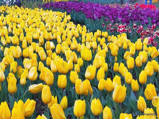 花卉試驗中心鬱金香展(2022 Tulid blossoms exhibition), Taipei, Taiwan, SJKen,Feb 6,  2022.