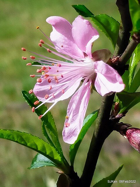 花卉試驗中心櫻花篇(2022 Cherry blossoms ), Taipei, Taiwan, SJKen,Feb 6, 2022.