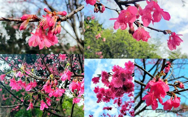 花卉試驗中心櫻花篇(2022 Cherry blossoms ), Taipei, Taiwan, SJKen,Feb 6, 2022.