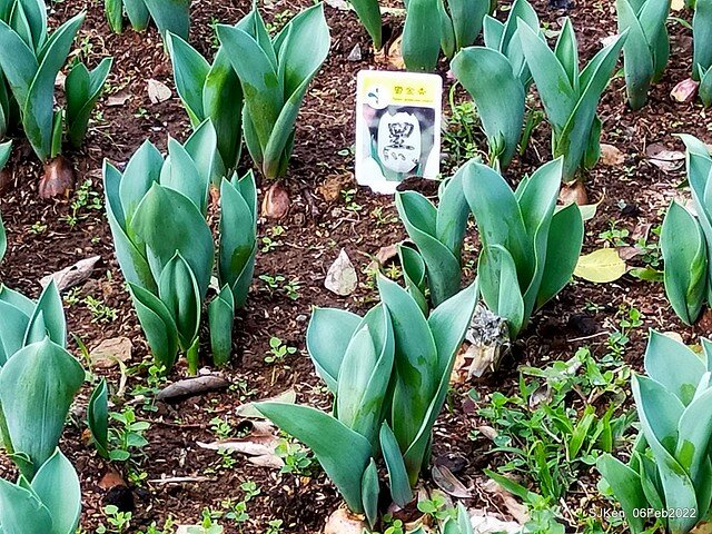 花卉試驗中心鬱金香展(2022 Tulid blossoms exhibition), Taipei, Taiwan, SJKen,Feb 6,  2022.