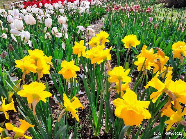花卉試驗中心鬱金香展(2022 Tulid blossoms exhibition), Taipei, Taiwan, SJKen,Feb 6,  2022.