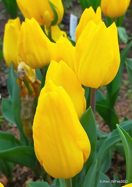 花卉試驗中心鬱金香展(2022 Tulid blossoms exhibition), Taipei, Taiwan, SJKen,Feb 6,  2022.