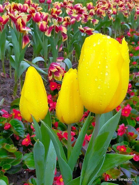 「新店碧潭風景區鬱金香花海」(Tulid blossoms at Pi lake), Hsinpei city, North Taiwan, SJKen, Feb 14, 2022.
