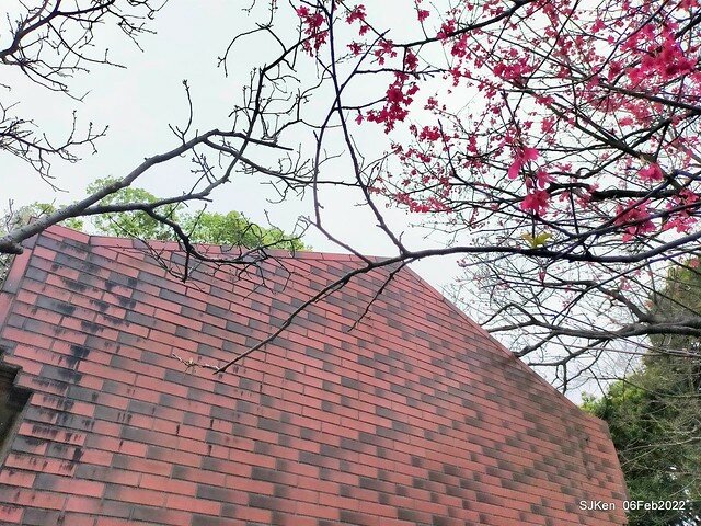 花卉試驗中心櫻花篇(2022 Cherry blossoms ), Taipei, Taiwan, SJKen,Feb 6, 2022.