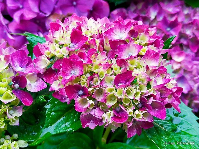 「大安森林公園2022台北杜鵑花季」(Hydrangea & Rhododendron flower exhibition at Da-An forest park), Taipei, Taiwan, SJKen, Feb 20, 2022.