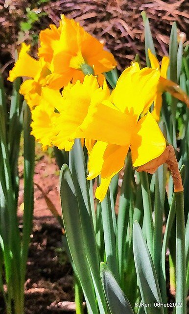 花卉試驗中心鬱金香展(2022 Tulid blossoms exhibition), Taipei, Taiwan, SJKen,Feb 6,  2022.