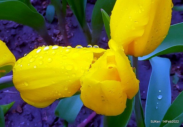 「新店碧潭風景區鬱金香花海」(Tulid blossoms at Pi lake), Hsinpei city, North Taiwan, SJKen, Feb 14, 2022.