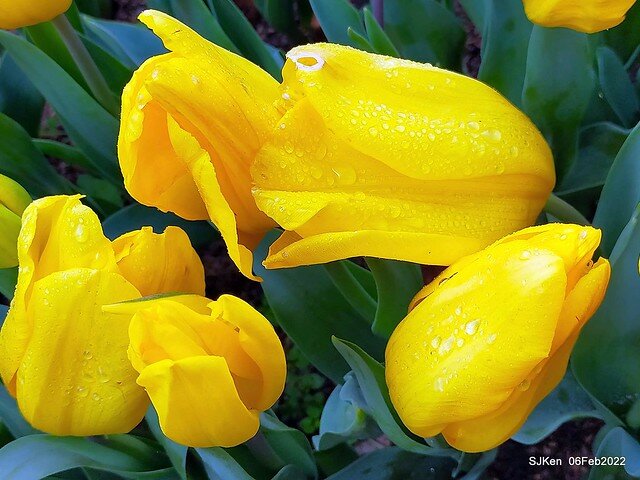 花卉試驗中心鬱金香展(2022 Tulid blossoms exhibition), Taipei, Taiwan, SJKen,Feb 6,  2022.